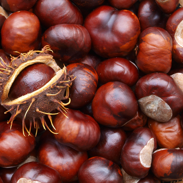 Le Castagne: Un Frutto Autunnale Ricco di Storia e Tradizione