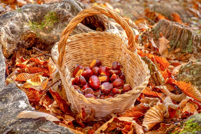 Castagne e prodotti del sottobosco ad Acerno